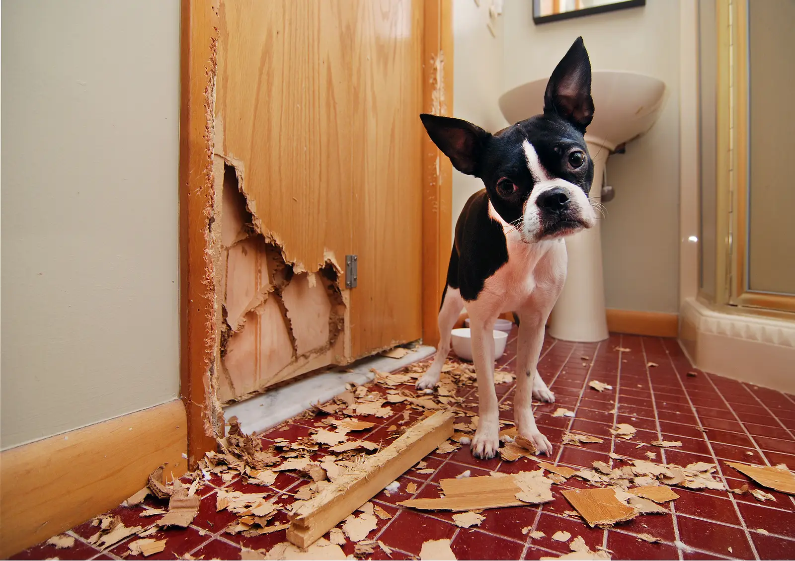 Pets in Your OC Rental: Smart Strategies for Landlords Who Say Yes